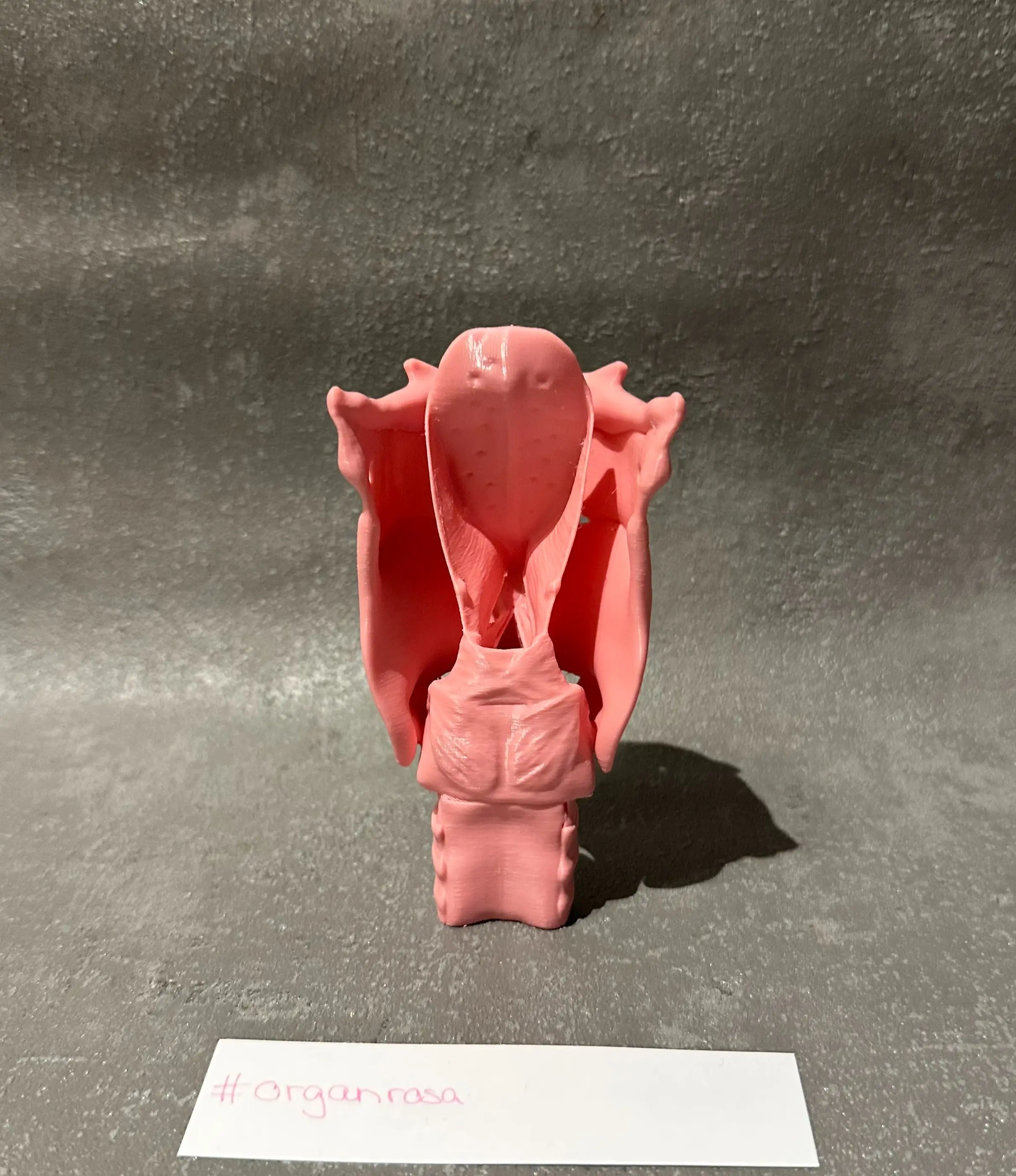 Kehlkopf-Modell für Stimmtherapie, Phoniatrie, HNO und Logopädie