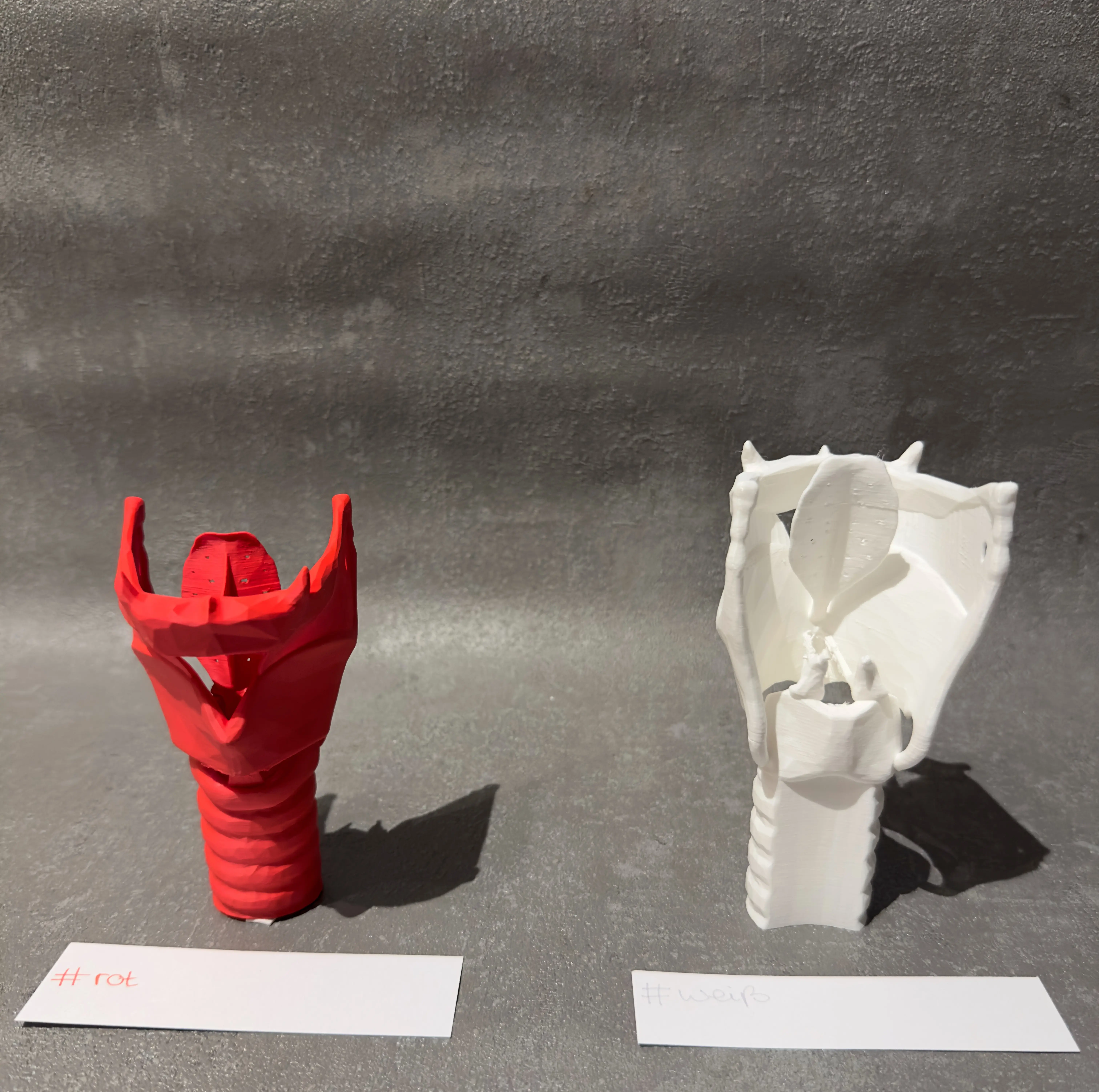 Larynx-Modell im 3D-Druckverfahren weiß